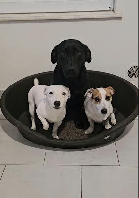 3 chiens dans une panière