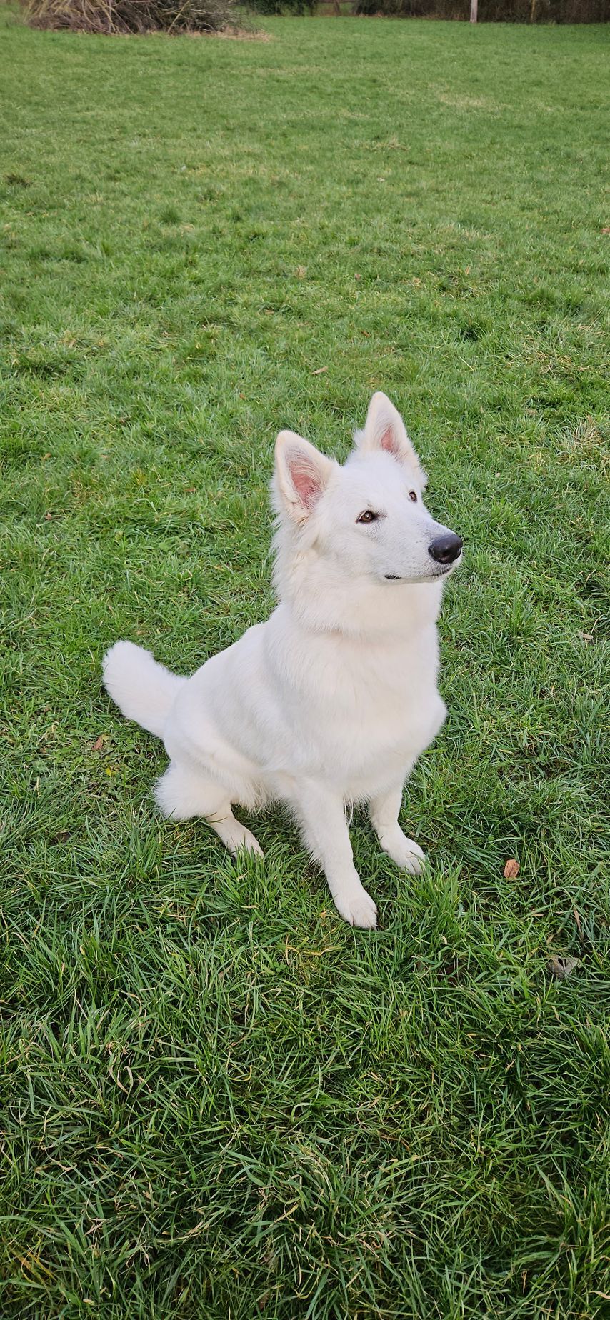 Séance d'apprentissage avec un chien adulte