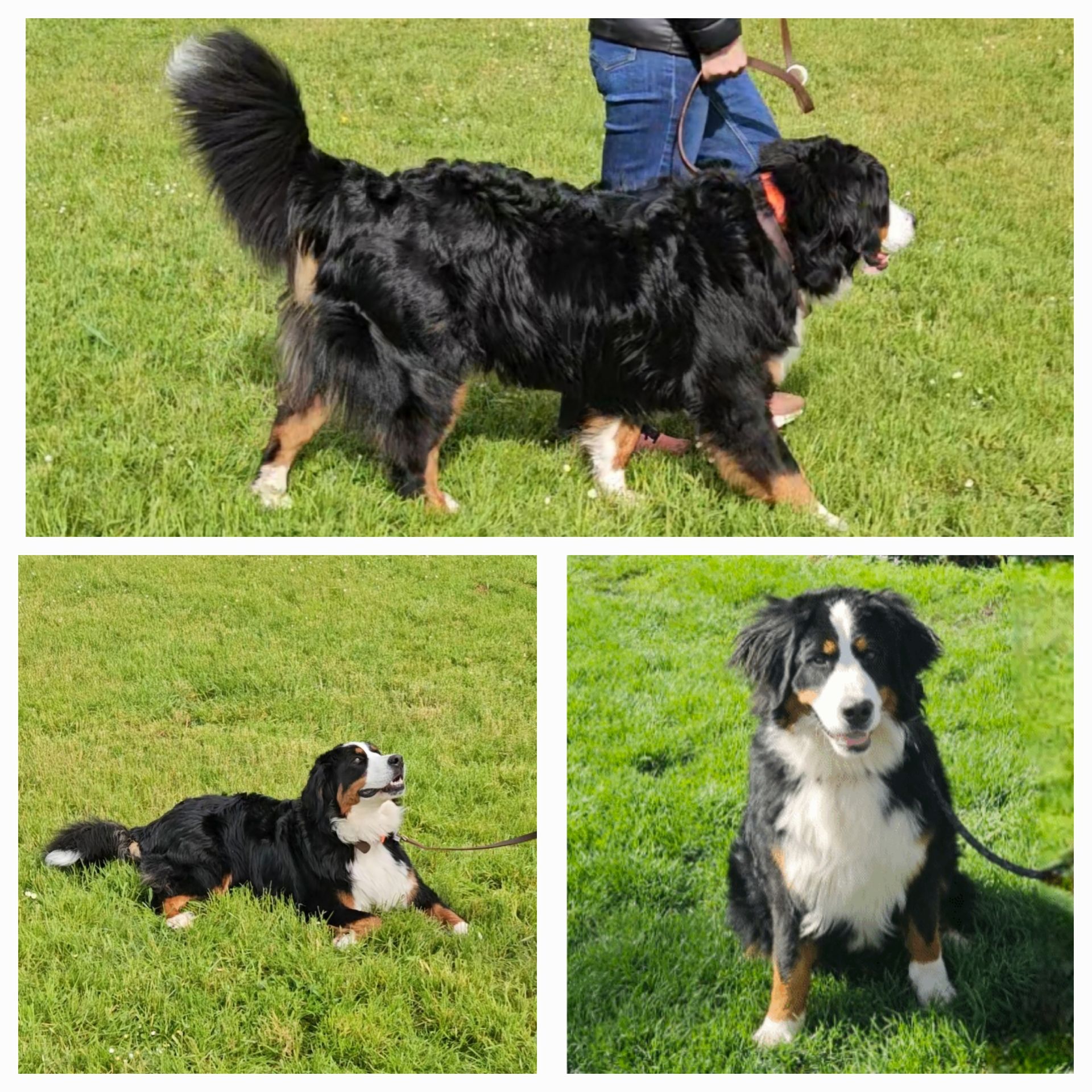 Chien hyperactif en séance d'éducation canine