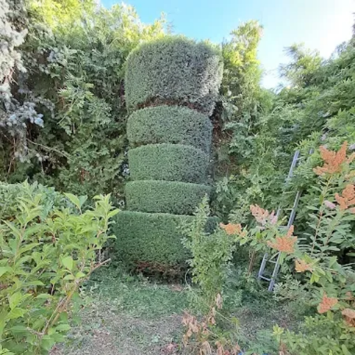 Un arbuste en forme de colonne à étages se dresse dans un jardin entouré de feuillage vert ; une échelle repose à proximité.