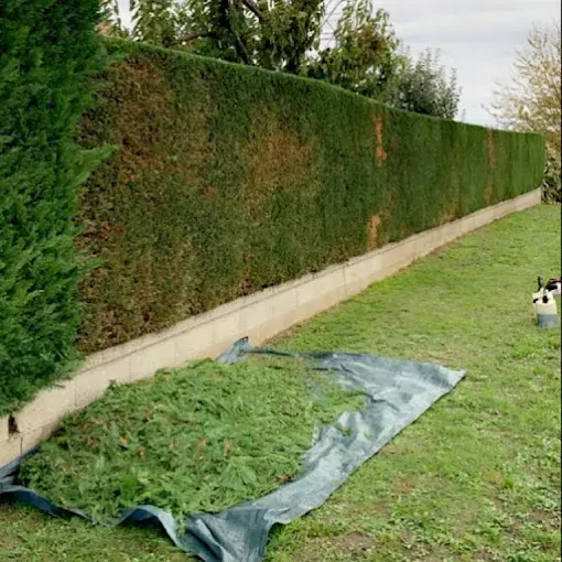 Une haie verte est taillée, les déchets de coupe sont jonchés d'une bâche noire posée sur une pelouse.