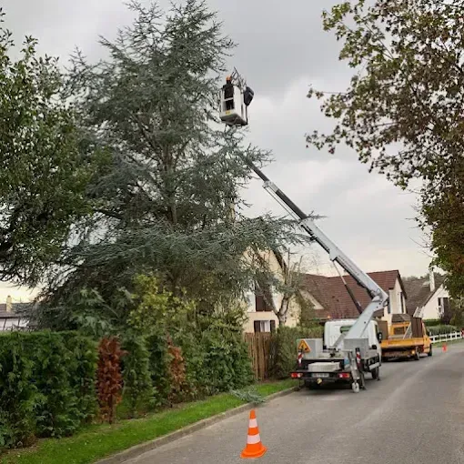 Un élagueur, installé dans une nacelle, taille un grand conifère près d'une route. Un camion et sa remorque sont stationnés à proximité.