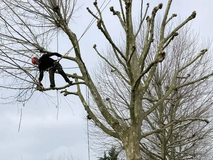 Un arboriste en tenue de sécurité élague un grand arbre.