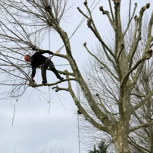Un arboriste en tenue de sécurité élague un grand arbre par temps nuageux.