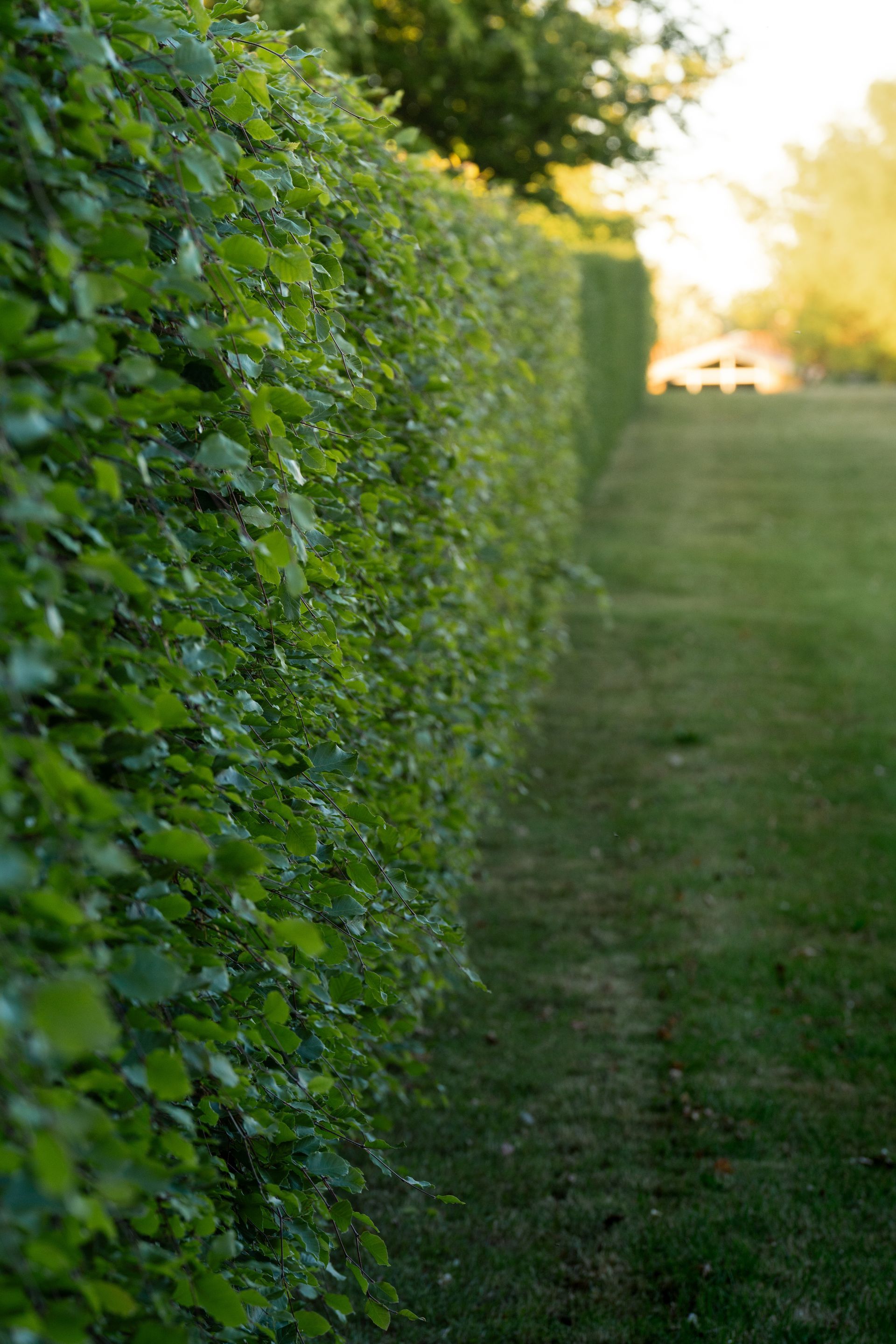 Une haie verte borde un chemin dans une cour herbeuse, avec la lumière du soleil en arrière-plan.
