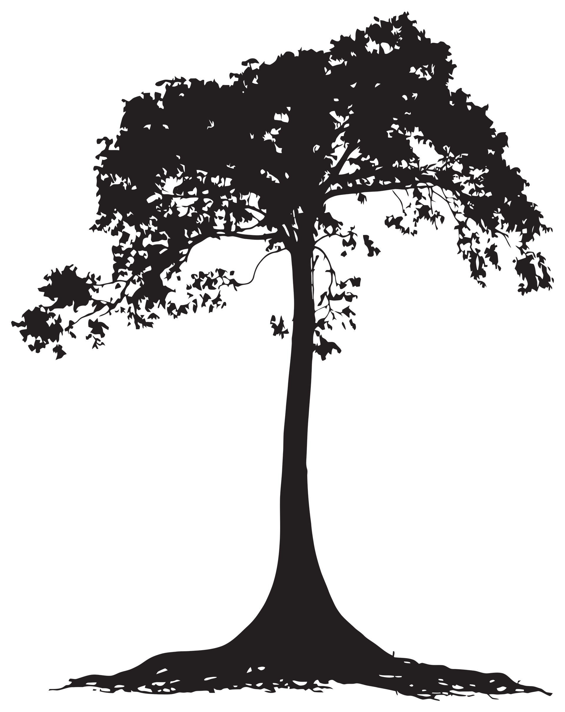 Silhouette d'un grand arbre au tronc épais et à la large canopée, racines visibles à la base.