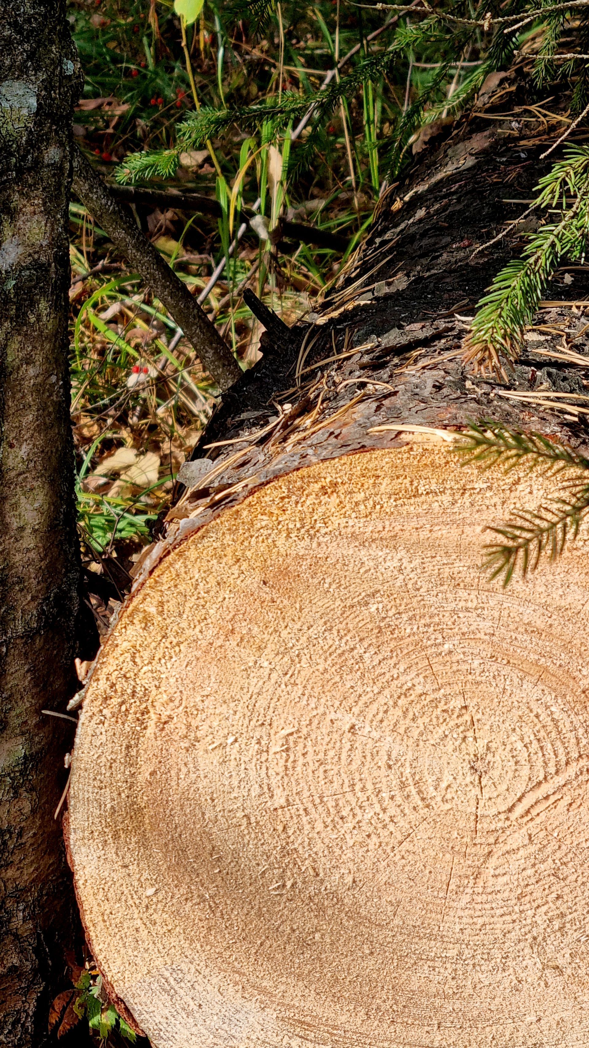 Coupe transversale d'un tronc d'arbre avec des cernes de croissance visibles et une bûche coupée en milieu forestier.