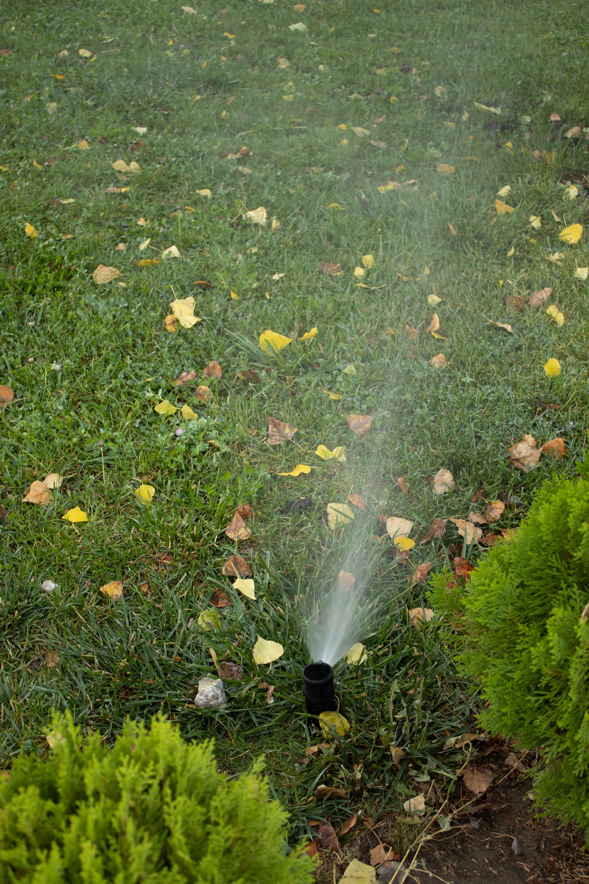 Un arroseur projette de l'eau sur une pelouse verte parsemée de feuilles jaunes tombées, à côté de buissons verts.