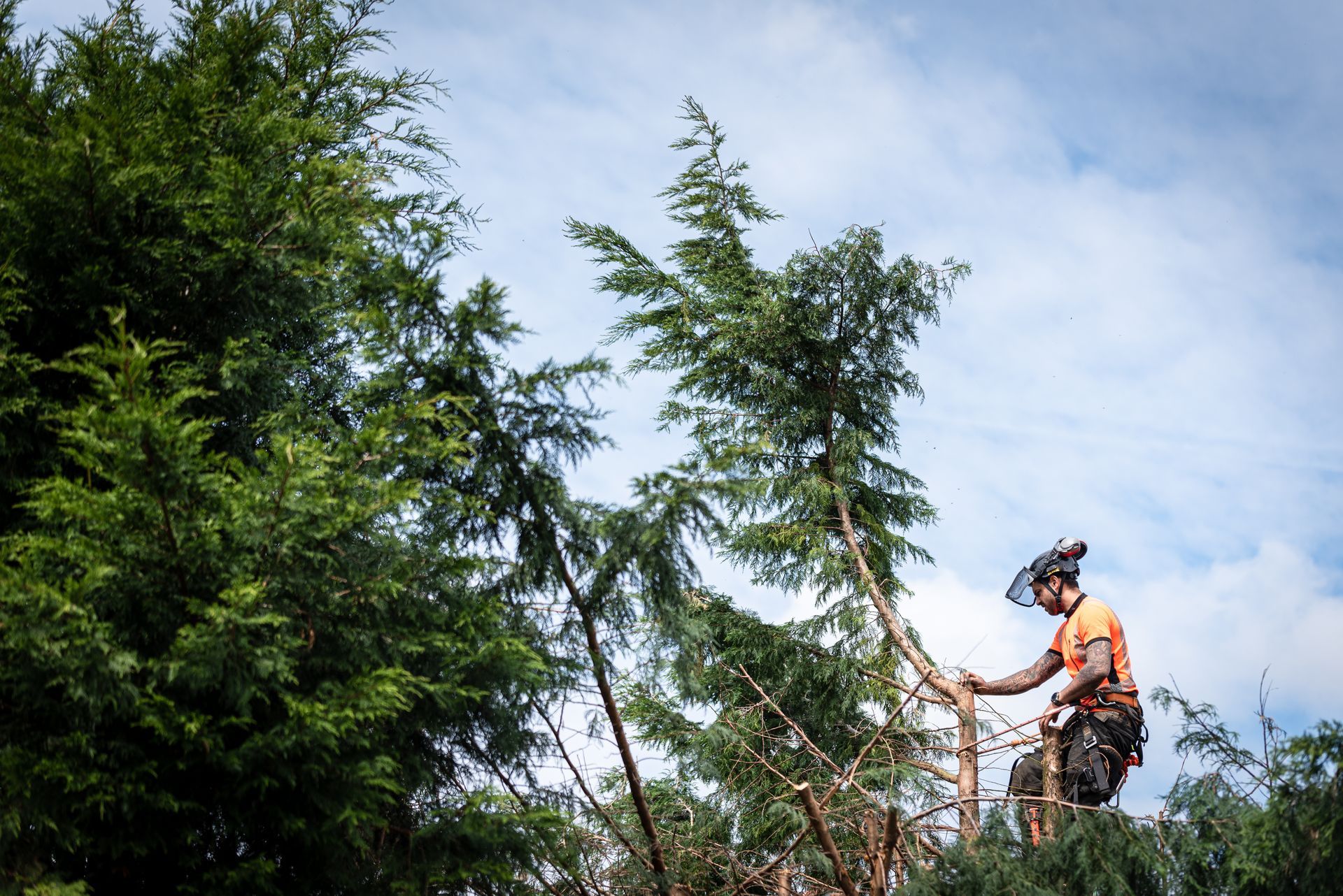 Un arboriste en tenue de sécurité, taille des branches d'arbre sur fond de ciel nuageux.