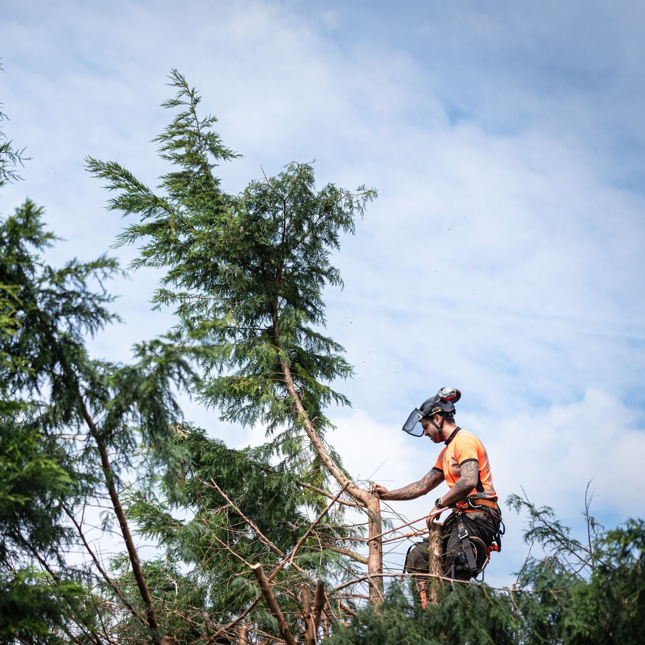 Un arboriste en chemise orange coupe des branches d'un grand conifère sur fond de ciel bleu.