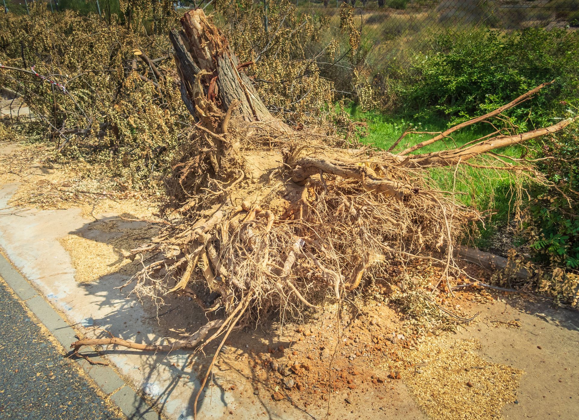 Arbre déraciné, racines apparentes sur le trottoir, débris à proximité.