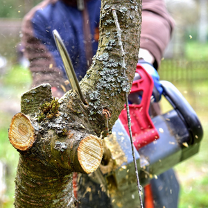 Une personne utilise une tronçonneuse pour couper une branche d'arbre.