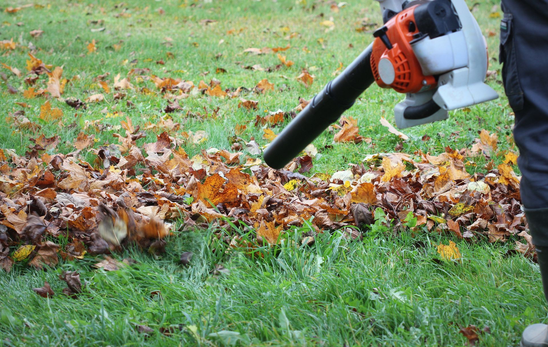 Une personne utilise un souffleur de feuilles sur une pelouse recouverte de feuilles mortes.