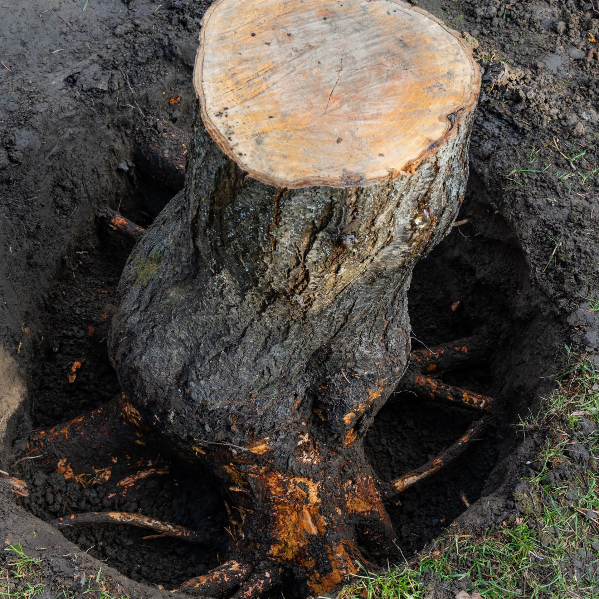 Coupe transversale d'un tronc d'arbre avec des cernes de croissance visibles et une bûche coupée en milieu forestier.