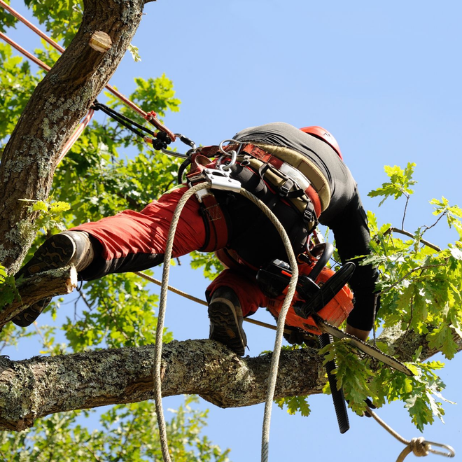Un arboriste en salopette et casque orange coupe une branche d'arbre avec des cordes, sur fond de ciel bleu.