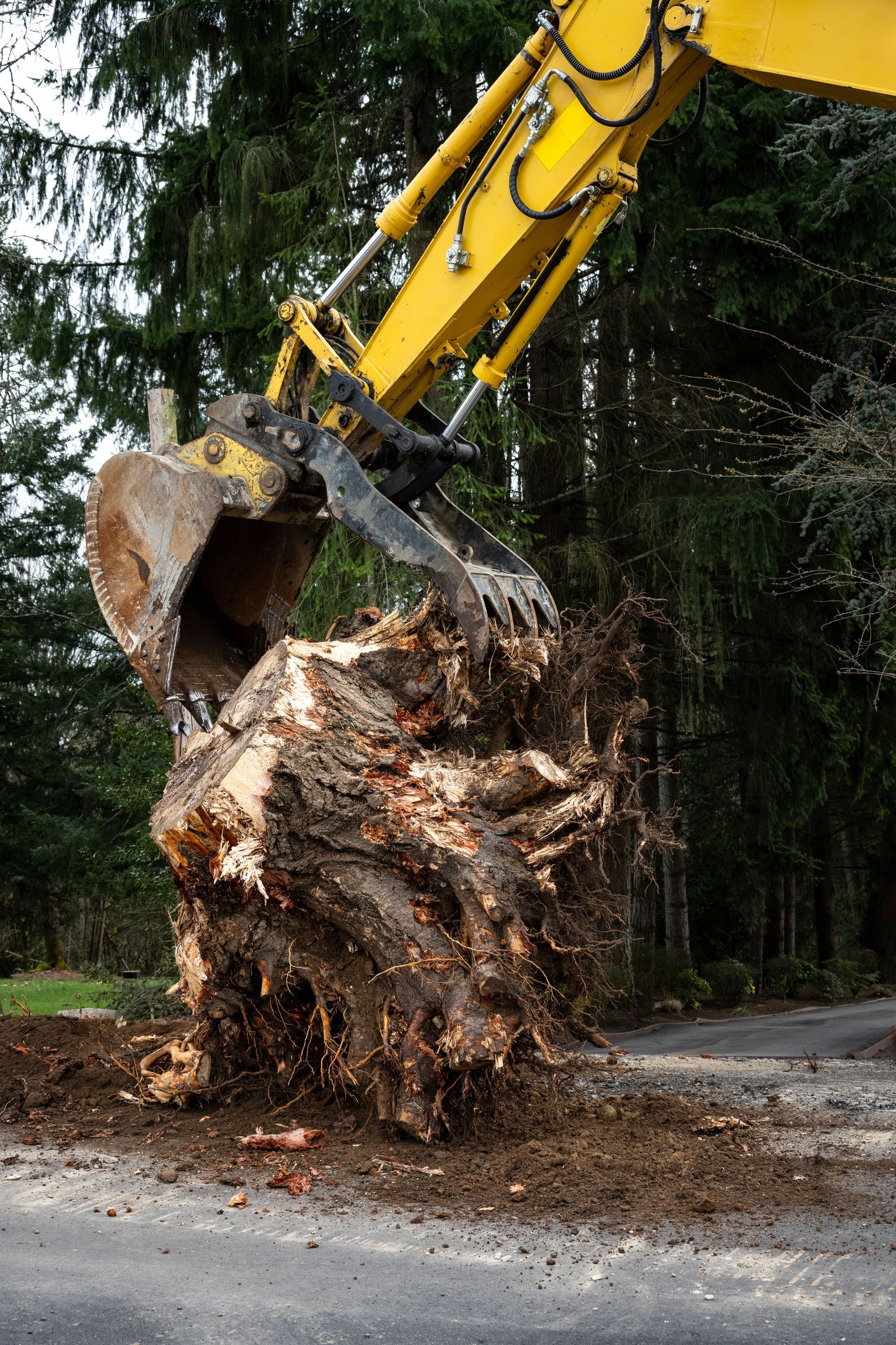 Une excavatrice soulève une grosse souche d'arbre sur une route goudronnée ; des débris tombent. Bras jaune, arrière-plan forestier.