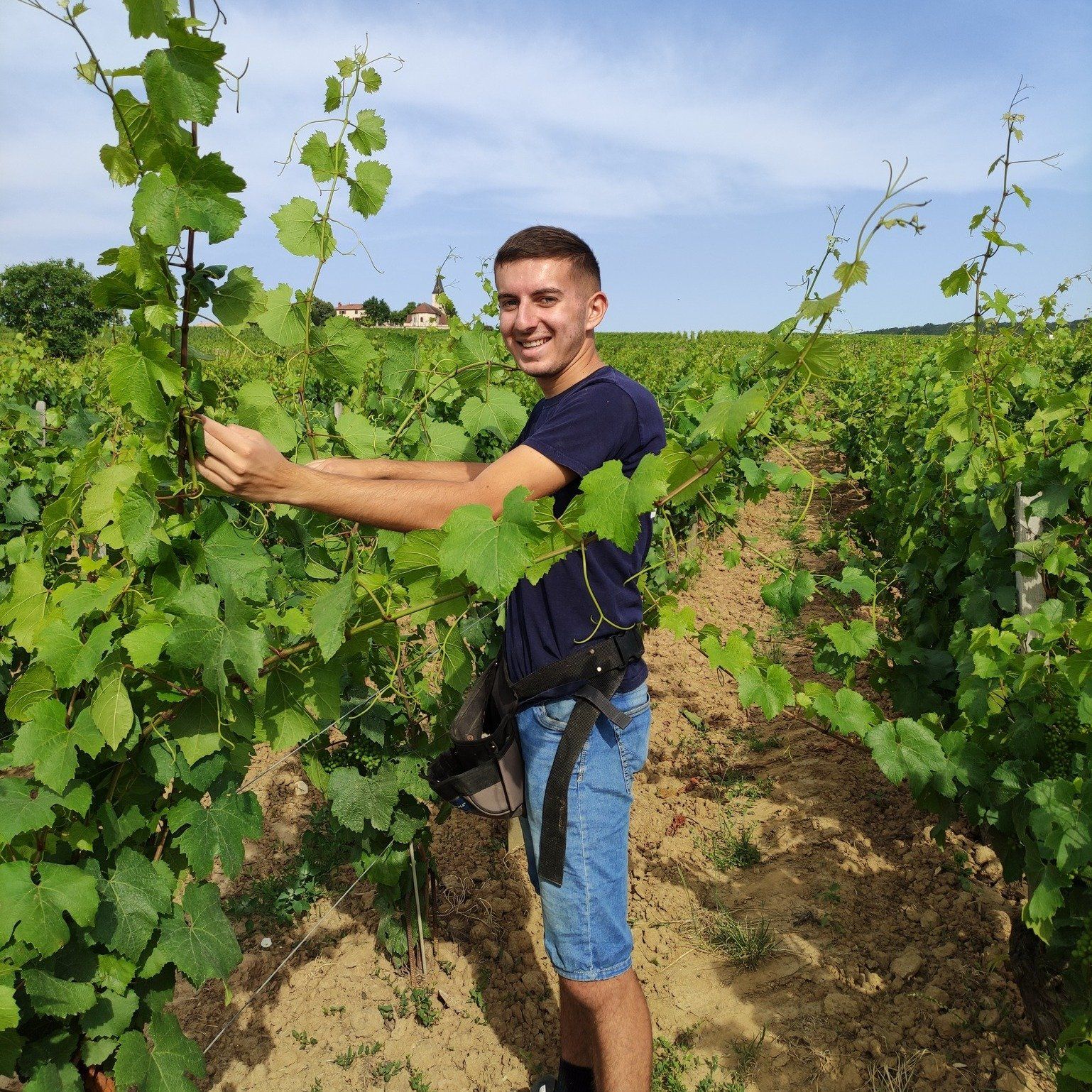 Tristan relève la vigne