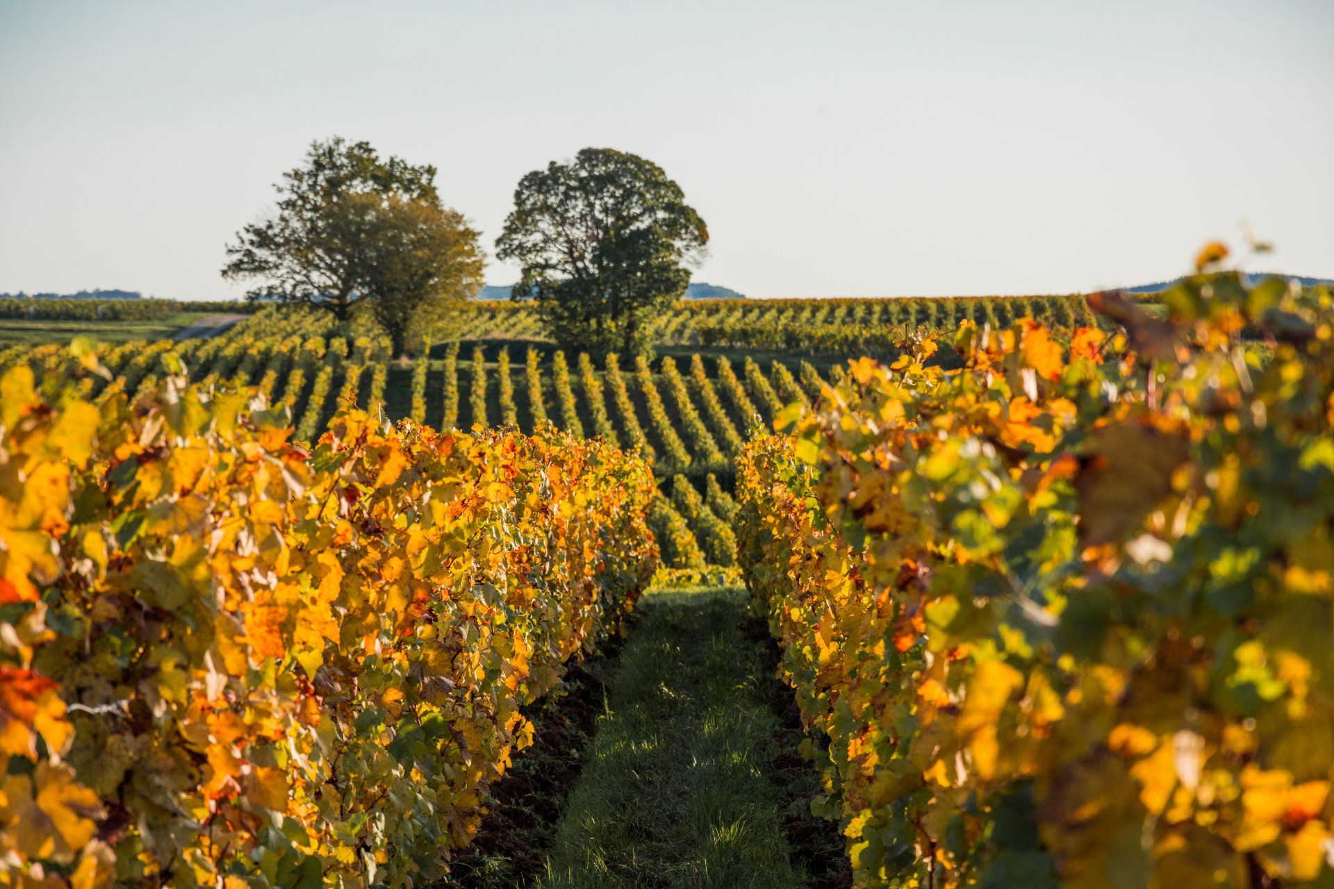 Labours d'automne, ici le buttage