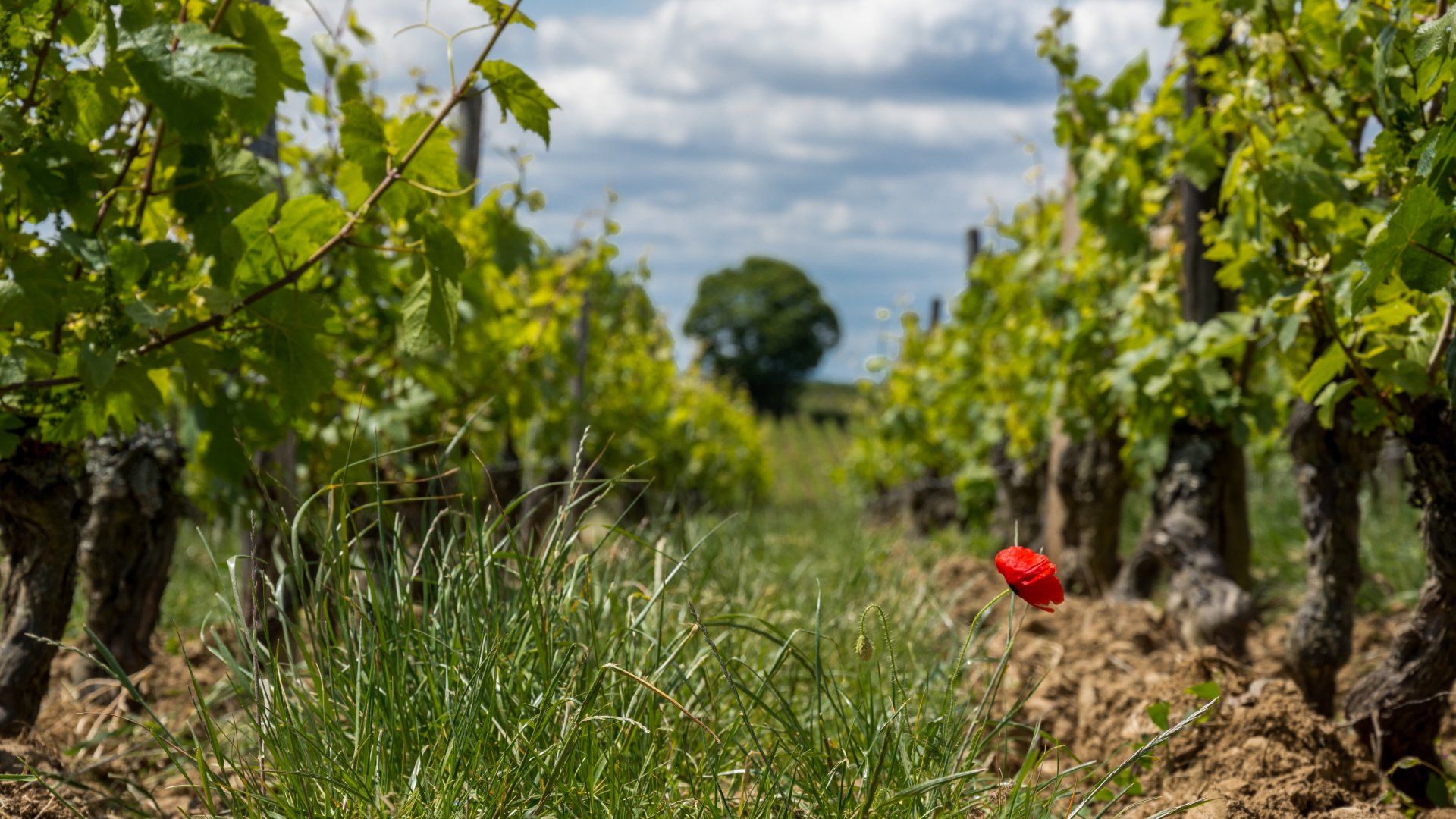 Aucun herbicide et enherbement pour toutes nos vignes