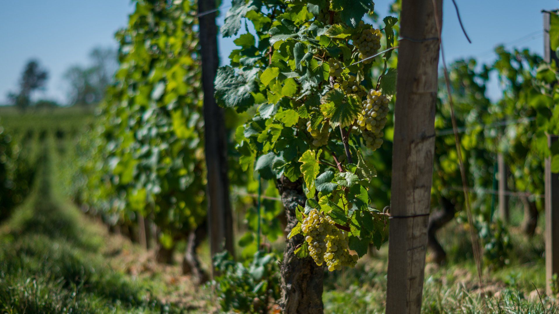 et rendements modérés !