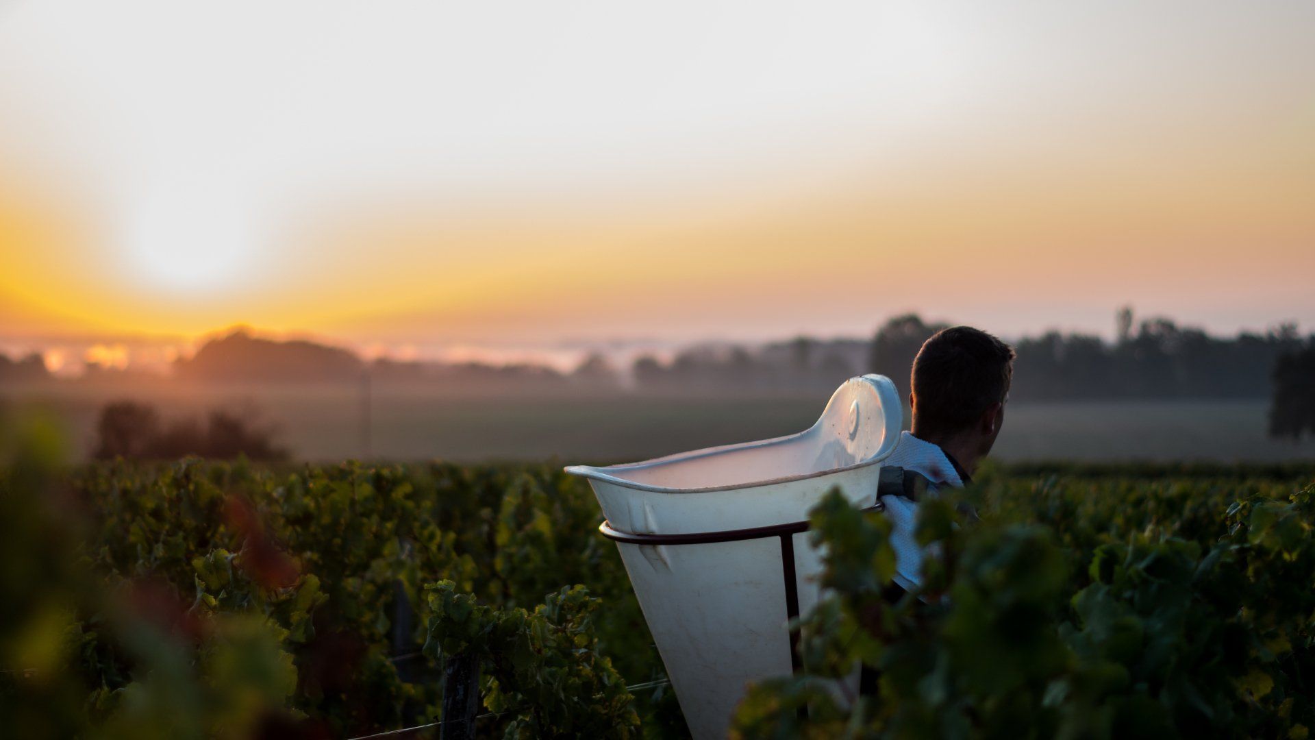 Vendanges manuelles uniquement