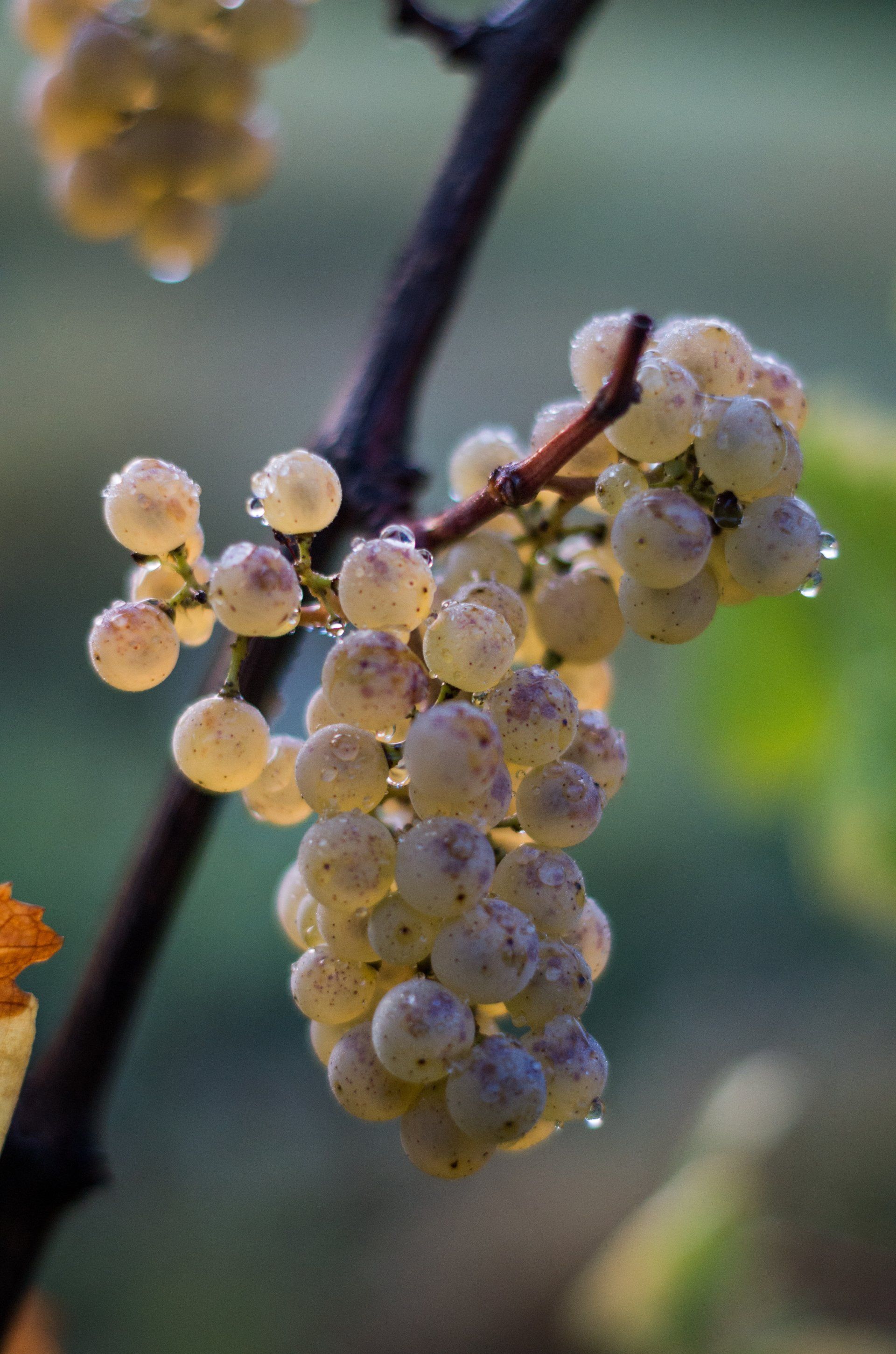 Maturité optimale des raisins