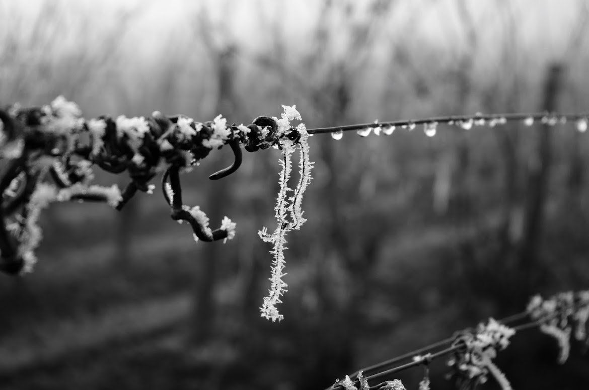 Fil de vigne sous le gel