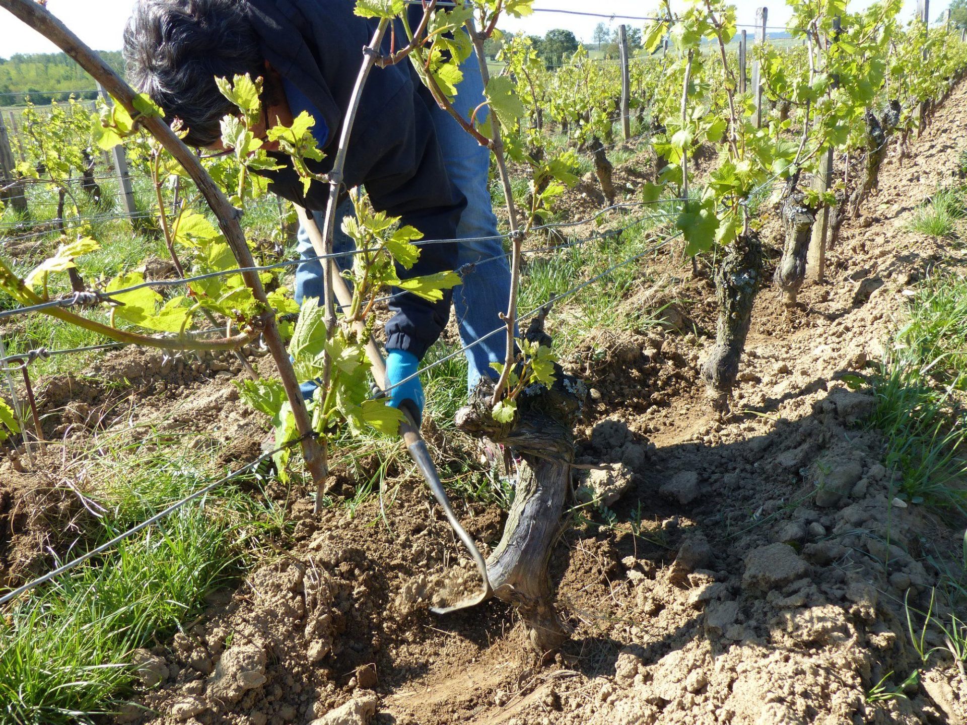 La pioche, alternative au désherbage !