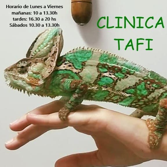 Camaleón verde y marrón en mano, anuncio de clínica con horario.