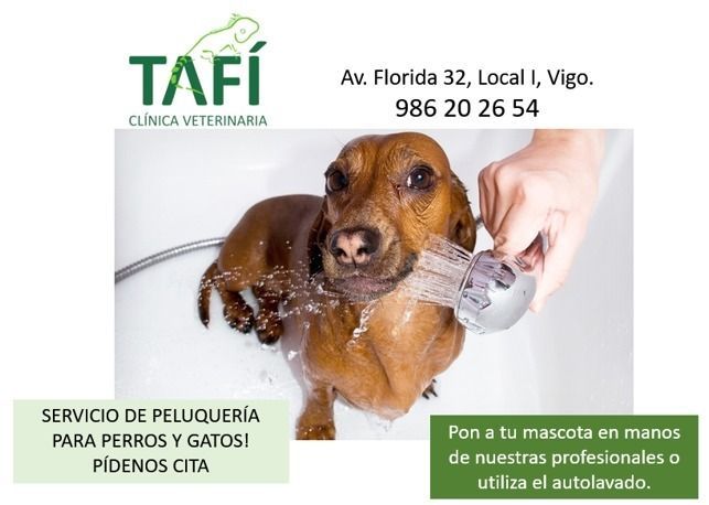 Perro siendo bañado en la clínica veterinaria Tafi. Incluye dirección y número de teléfono.