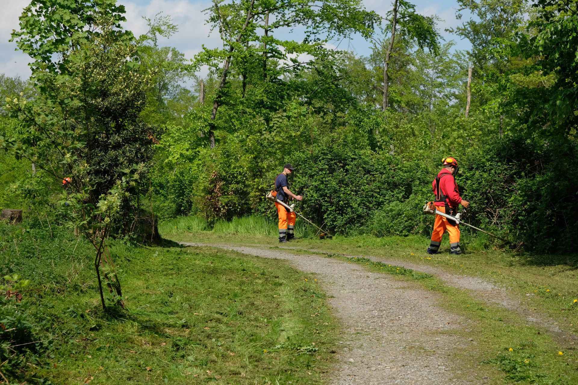 Débroussaillage lisière de forêt