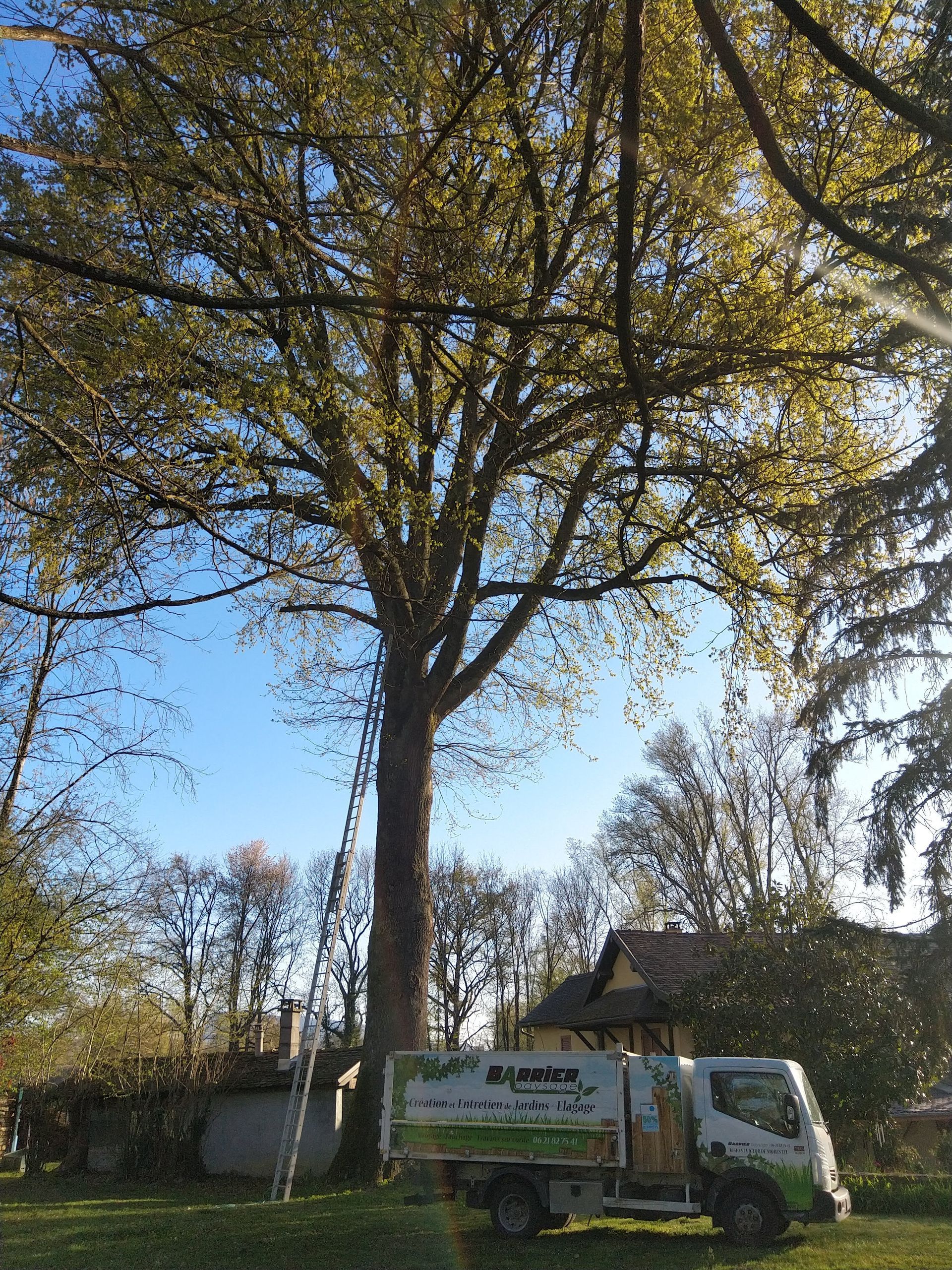 Taille de vos arbres