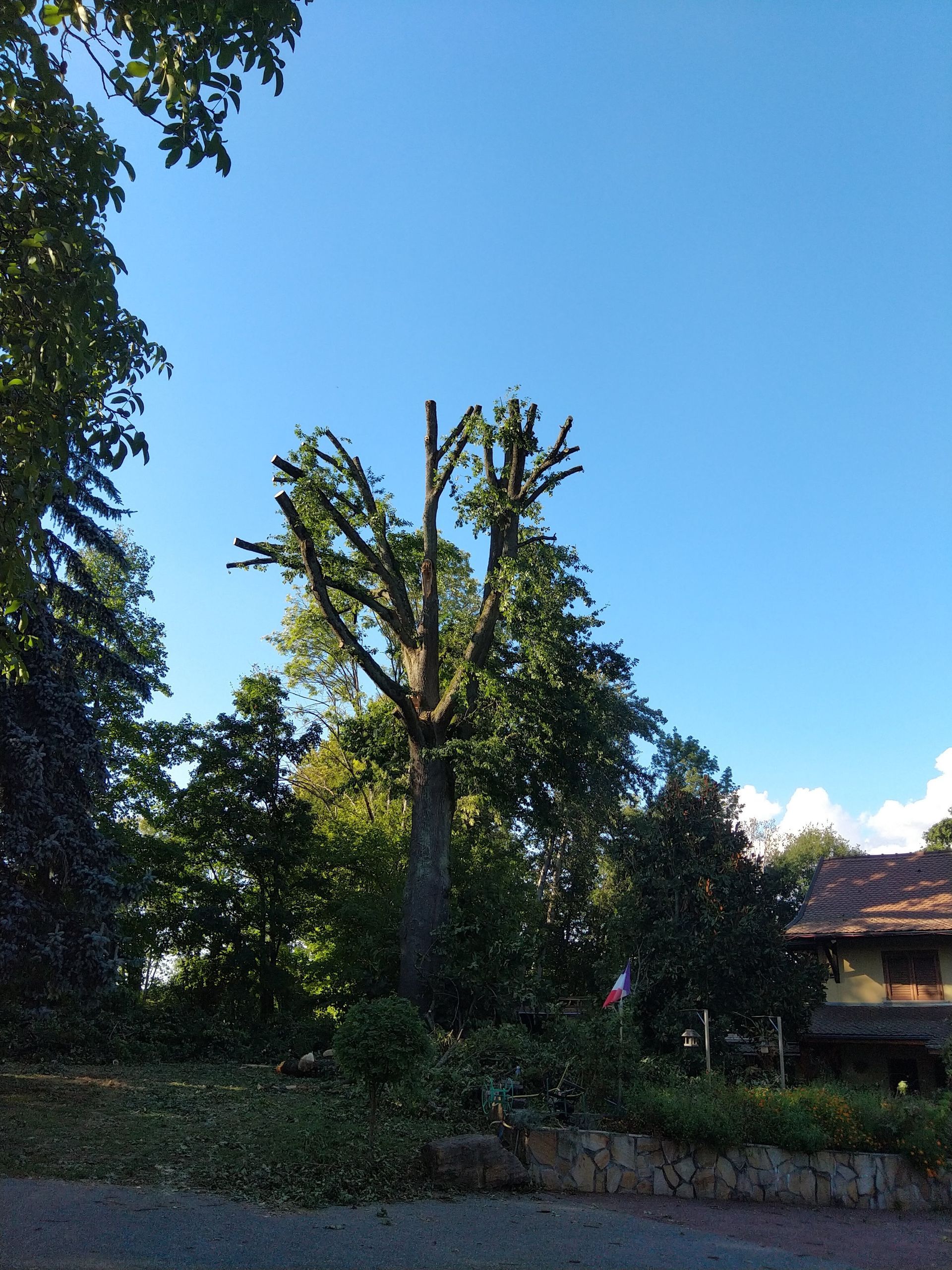 Taille d'arbre