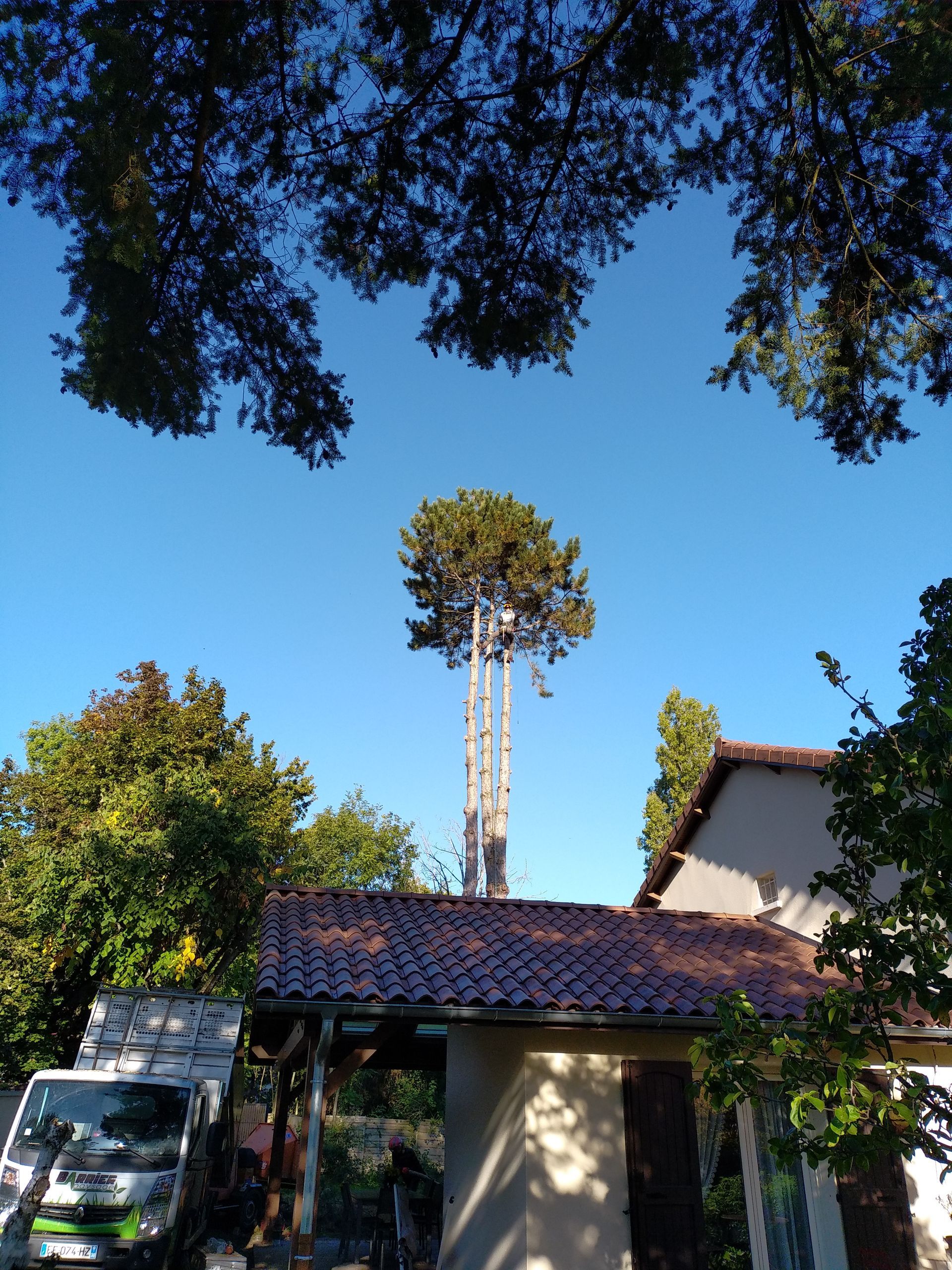 Élagueur dans un arbre
