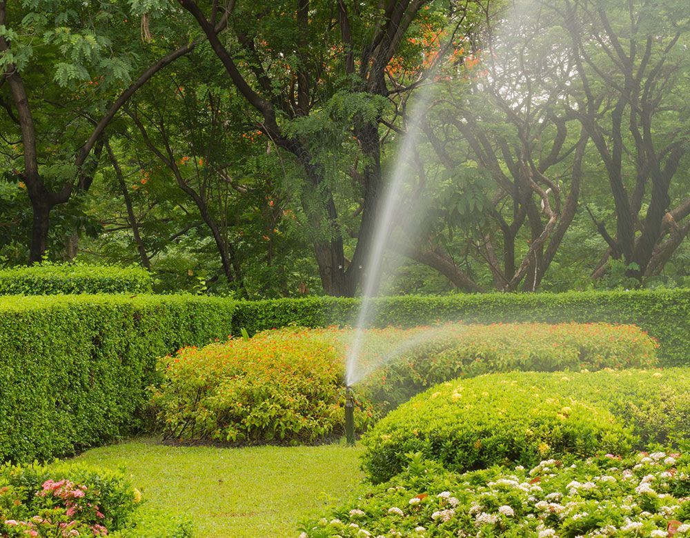 Un aspersor que rocía agua sobre un exuberante jardín verde.