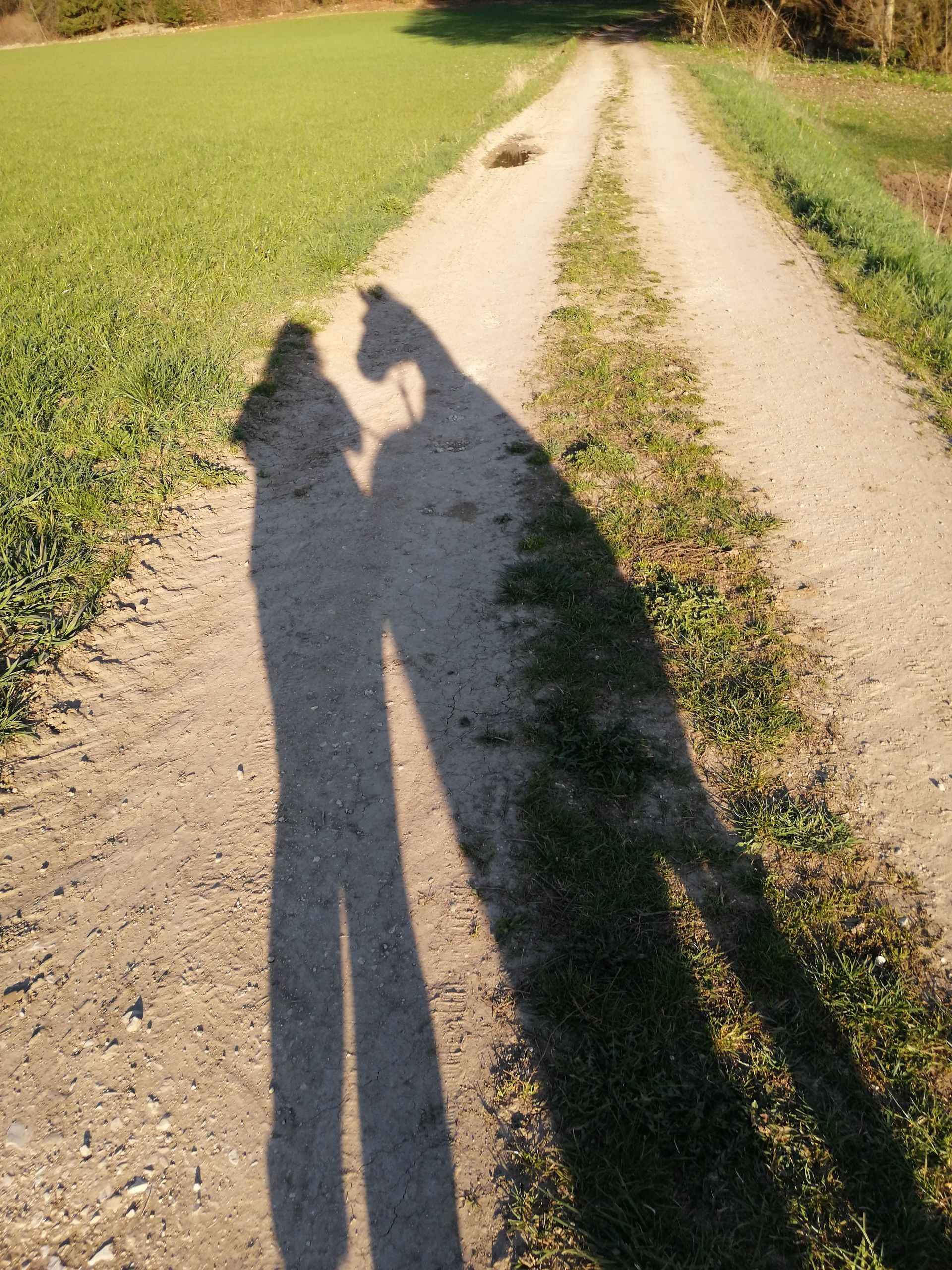 Foto grüne Landschaft
