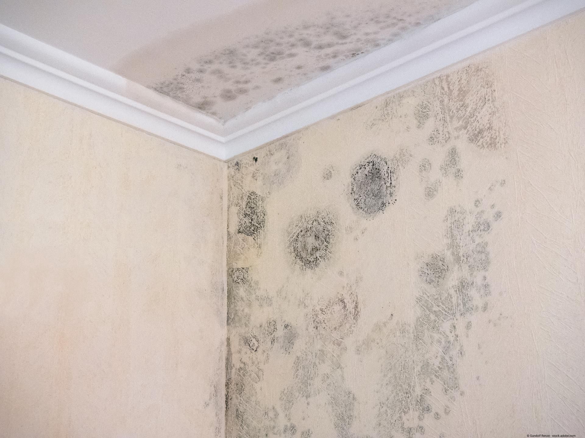Dunkler Schimmelbefall an einer Innenwand direkt unter der Decke.