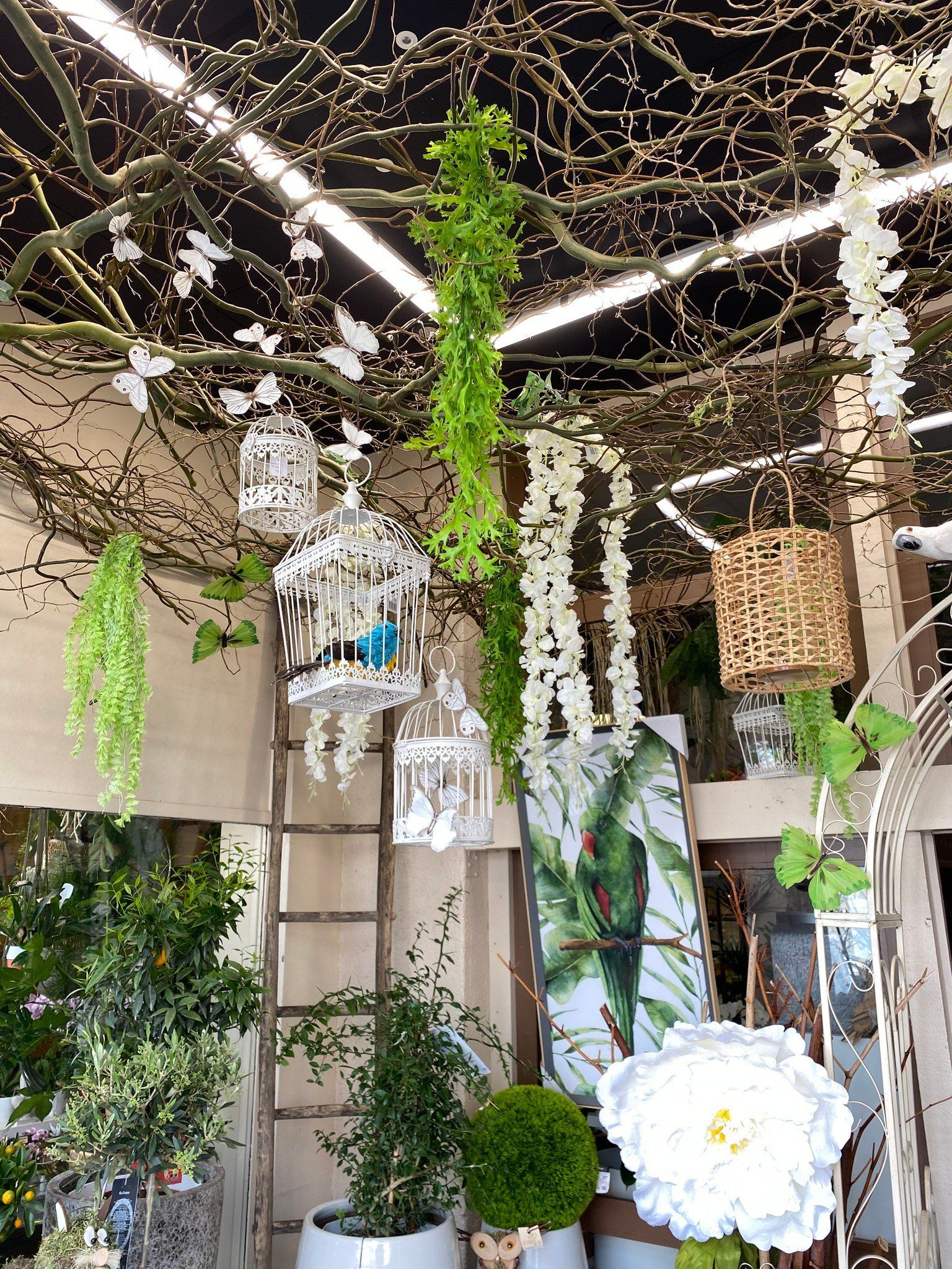 Différentes plantes grimpantes en vente