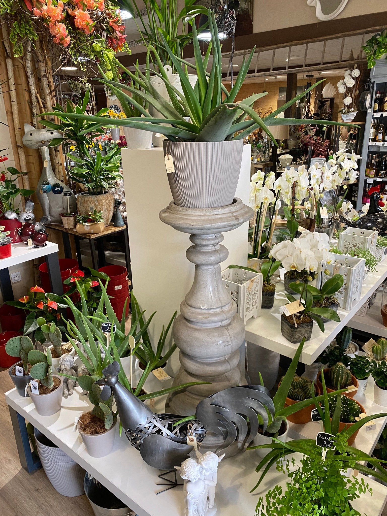 Différentes plantes grasses en vente