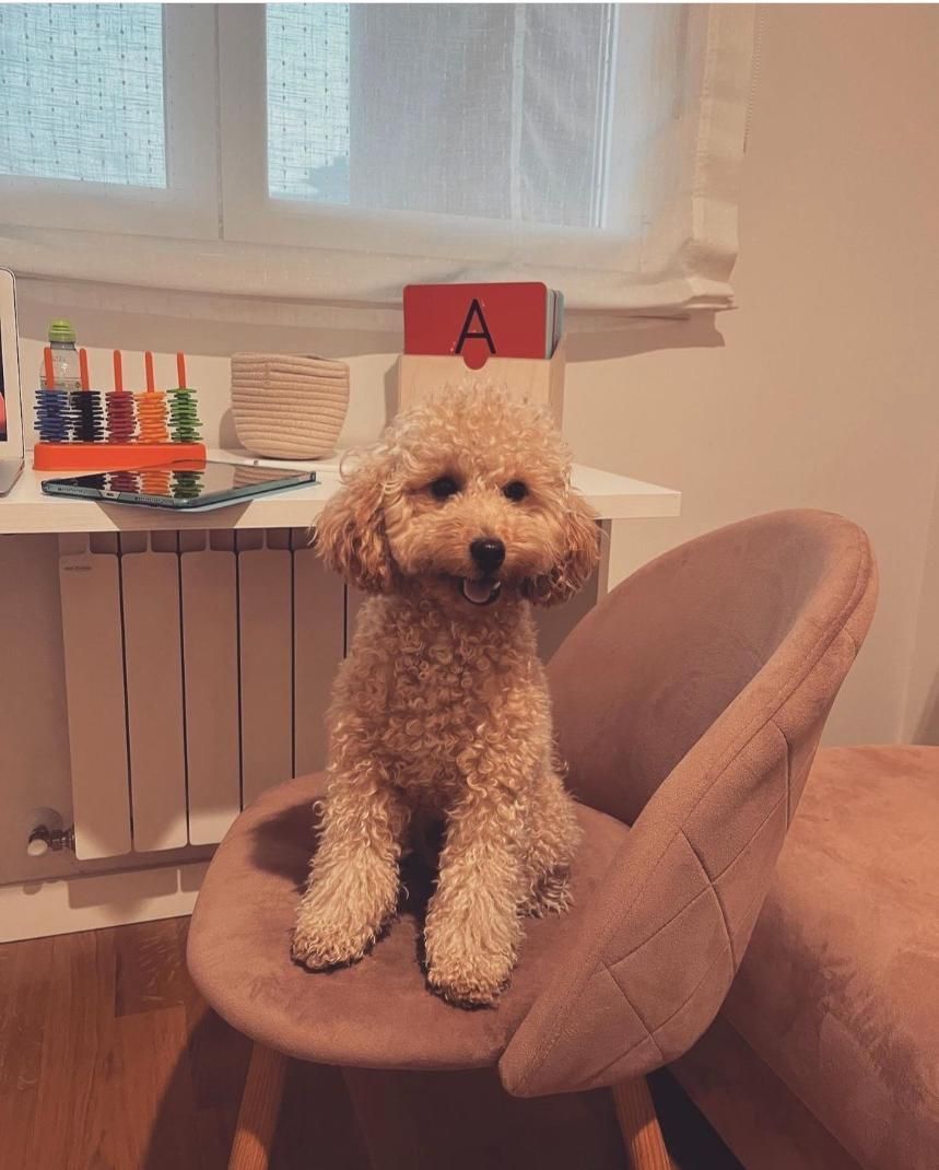 Un caniche color canela se sienta en una silla rosa, sonriendo. En un entorno neutro con pared y ventana blancas.
