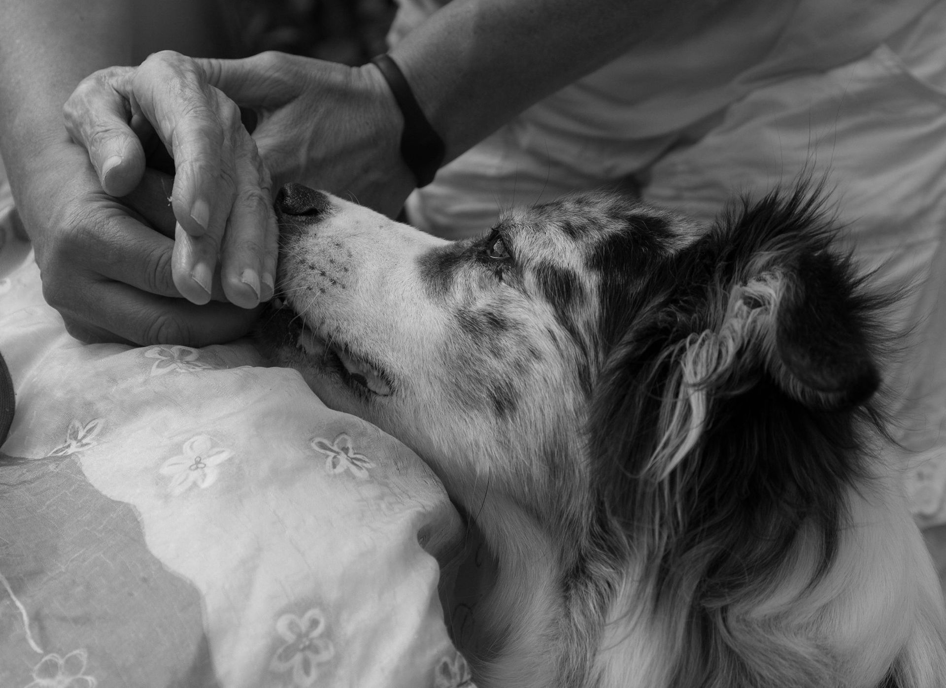 Un chien lèche doucement la main d'une personne allongée sur un lit