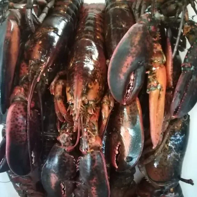Un montón de langostas están sentadas en una mesa