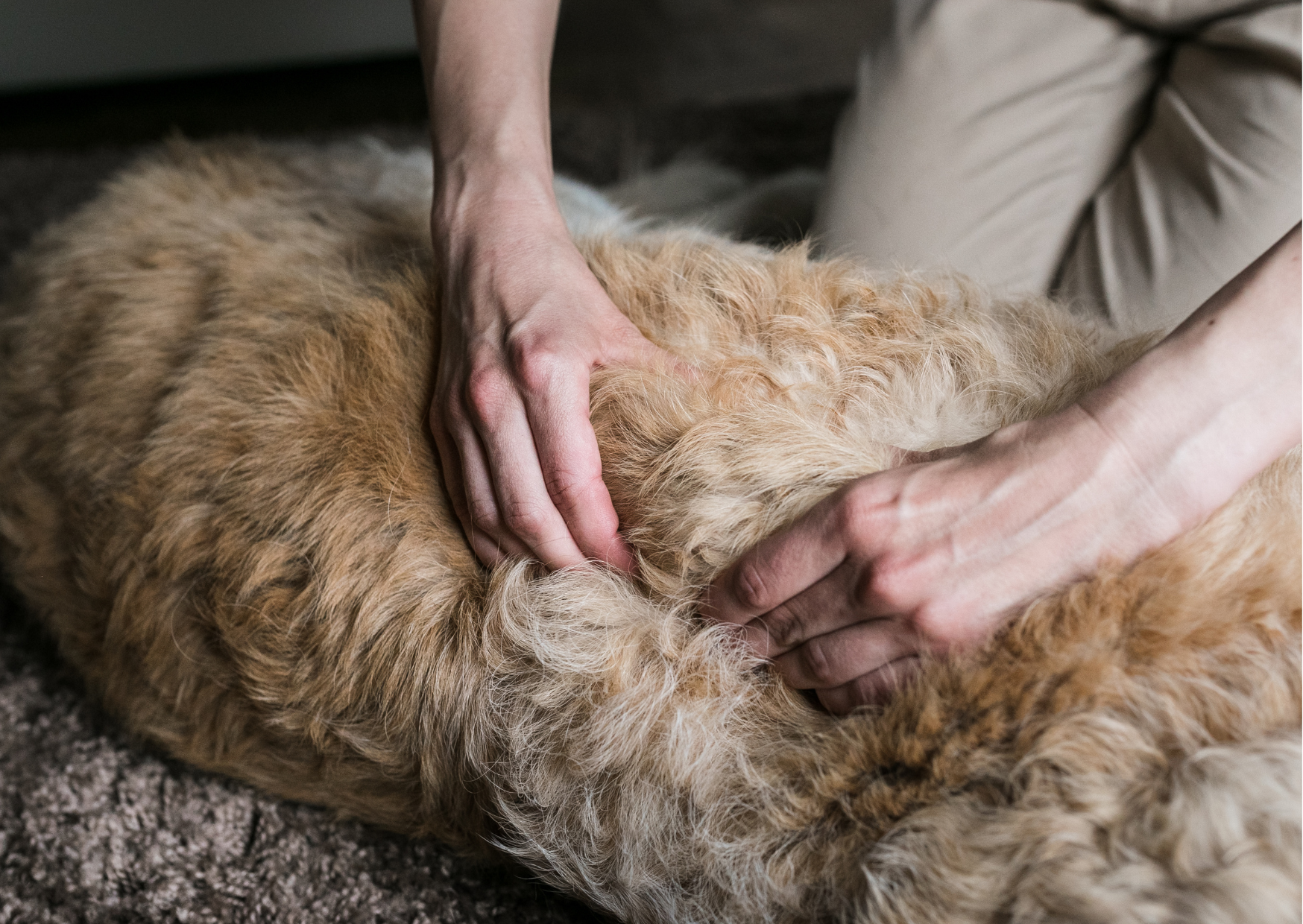 Mon Bijou Tierheilpraxis und Physiotherapie -manuelle Therapie
