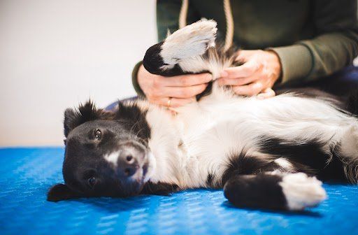 Mon Bijou Tierheilpraxis und Physiotherapie – Ein Hund bei einer Lasertherapie