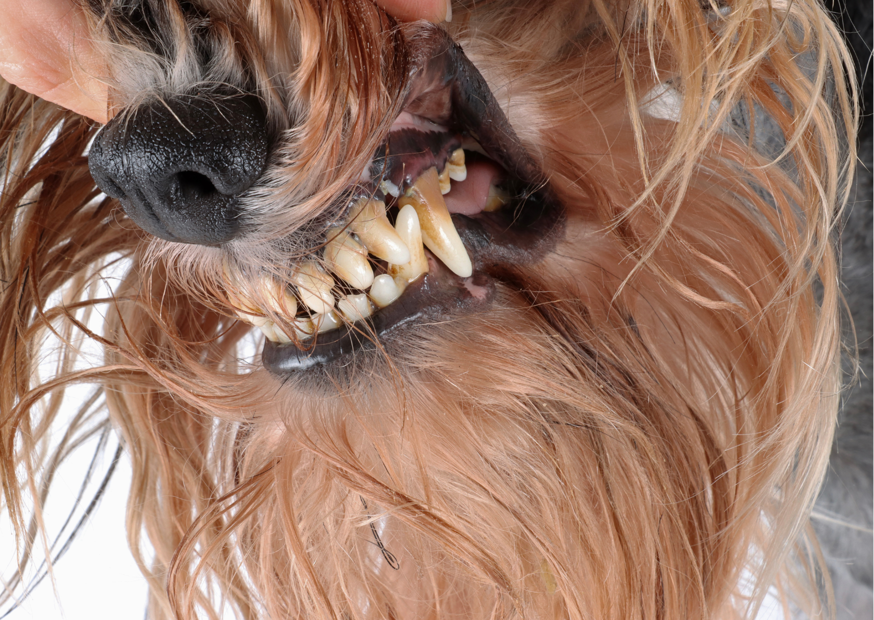 Mon Bijou Tierheilpraxis und Physiotherapie - Zahnreinigung