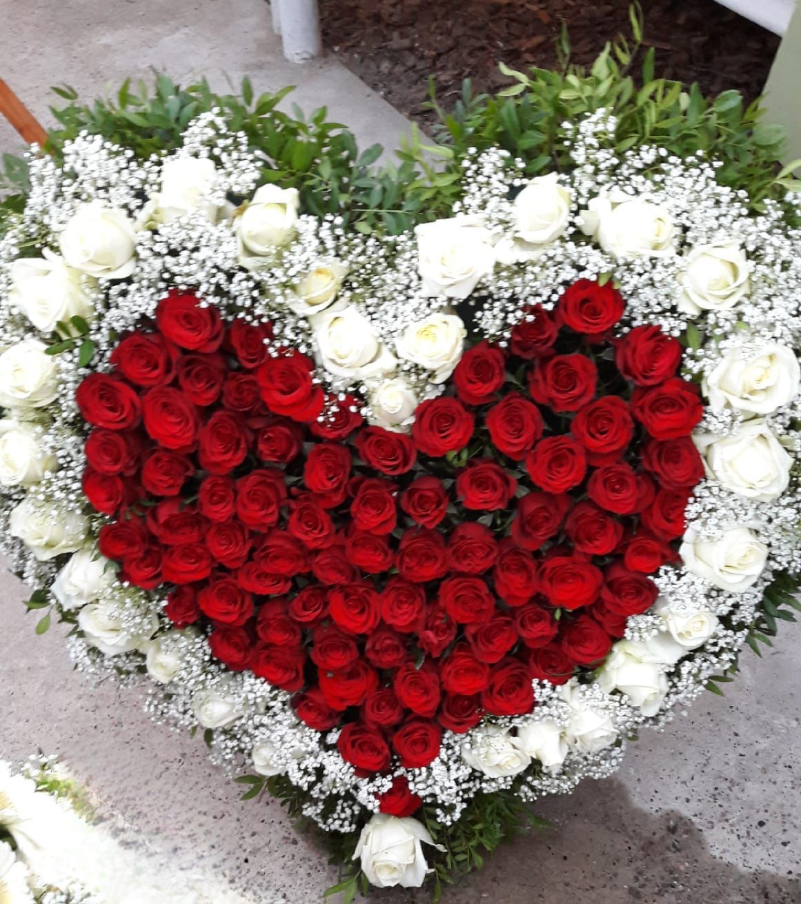 Beet- & Balkonpflanzen