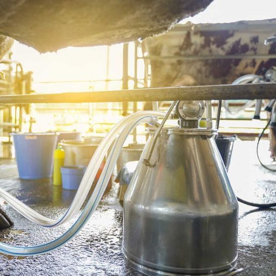 Una vaca está siendo ordeñada por una máquina en una granja lechera.