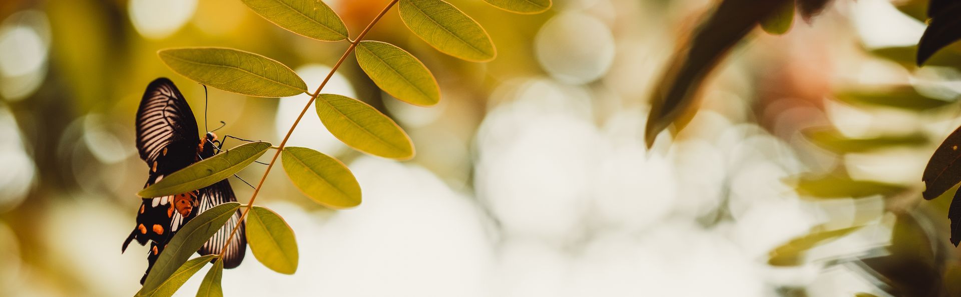Paysage marin violet avec un petit bateau, arbre au premier plan au feuillage vert luxuriant.