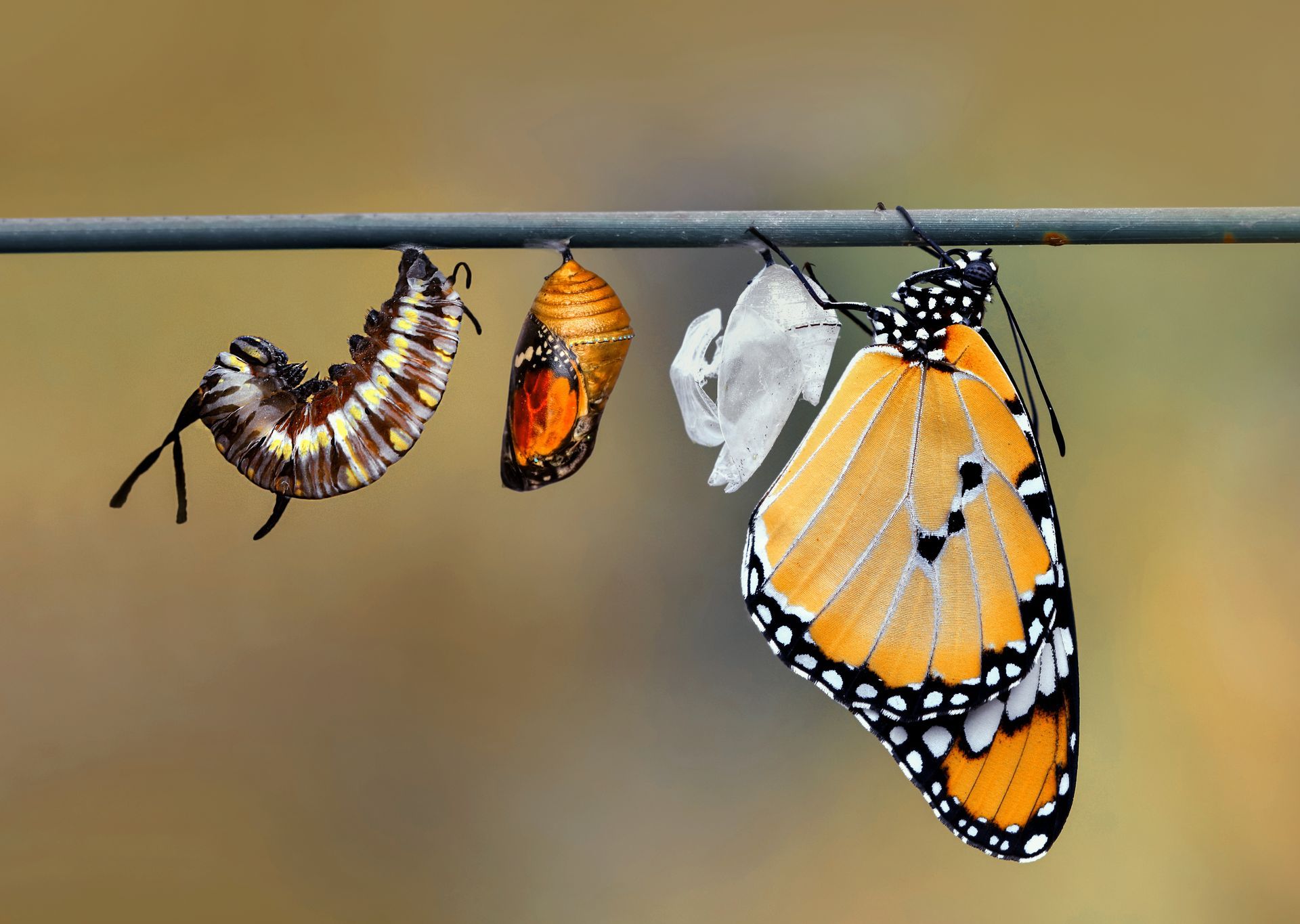 Une simple goutte d'eau suspendue au-dessus d'une ondulation dans une eau teintée de rose.