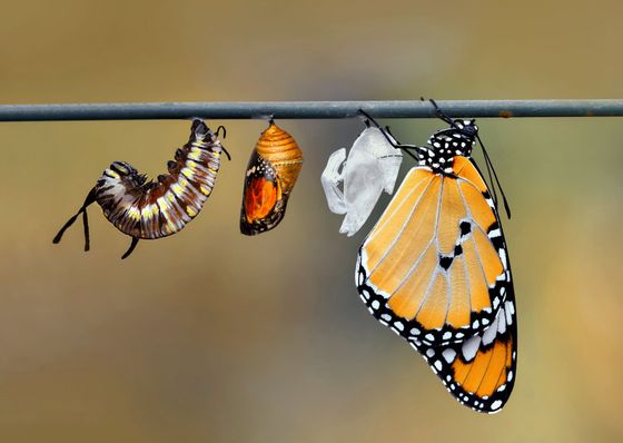 Une simple goutte d'eau suspendue au-dessus d'une ondulation dans une eau teintée de rose.